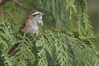 Ammodramus savannarum